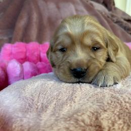 Golden Retriever Puppies from Haven of Hope Golden Retrievers