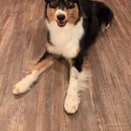 Australian Shepherd All Grown Up from CoralBlitz Australian Shepherd