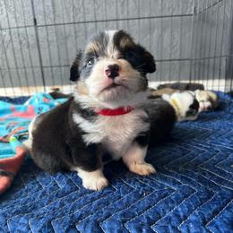 Apollo - Black and white male American Corgi puppy in Cocoa, Florida from Cascadian Space Coast Corgis LLC