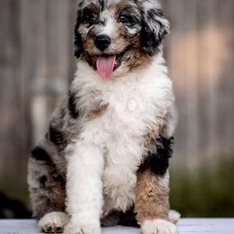 Assorted Doodle Crosses and Bernedoodle Puppies from Rock N Roll Doodles