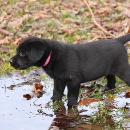 Labrador Retriever Puppies from Trapper Creek Labradors