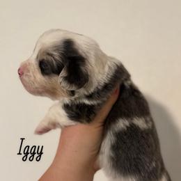 Iggy - Fluffy Bluie Merle - Blue merle and white male American Corgi puppy in Anderson, California from Flying K Corgis