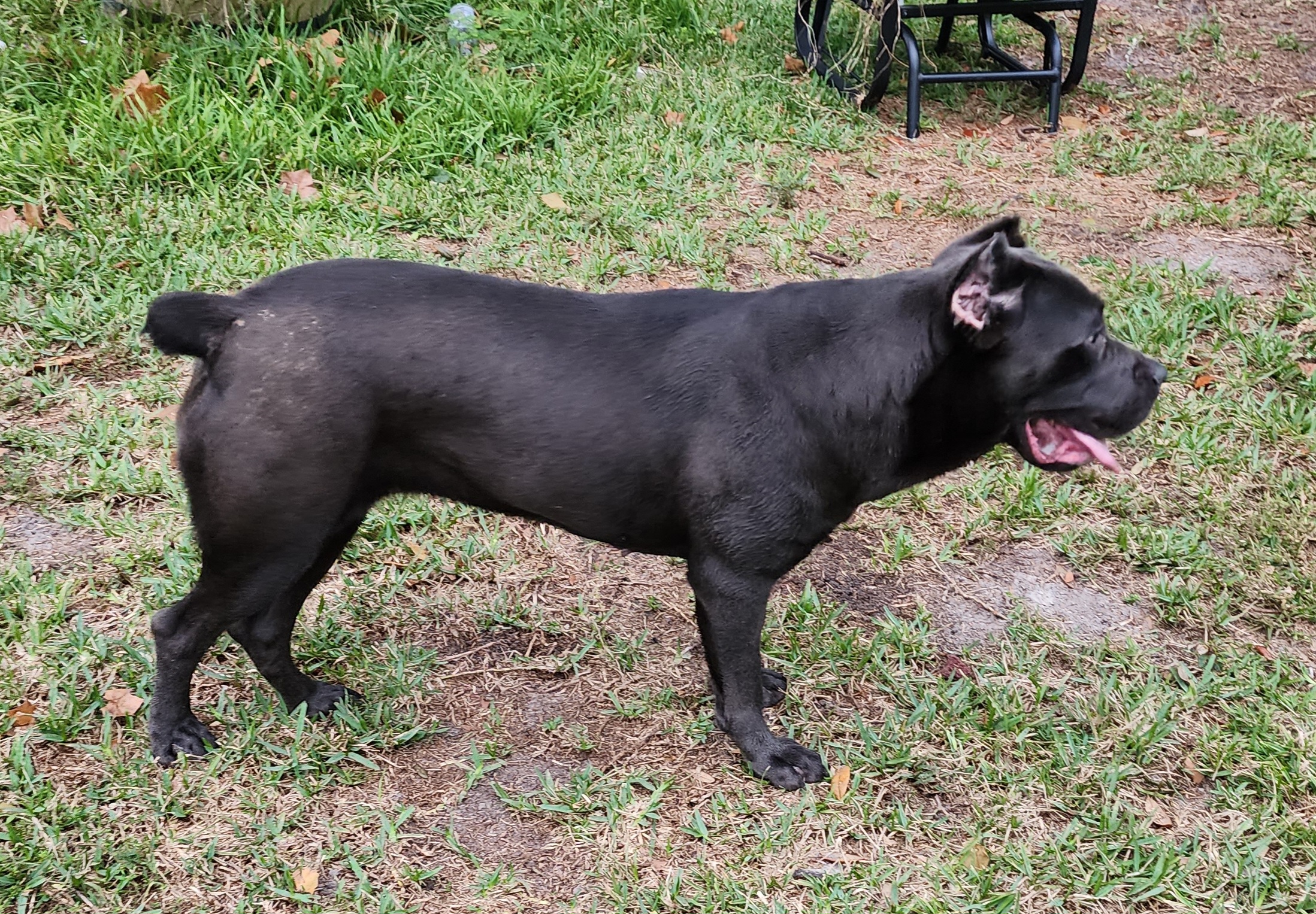 Scarlett - Cane Corso