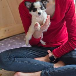 Twinkle - Black and white female Chihuahua puppy in Demorest, Georgia from Sourpatch Chihuahuas