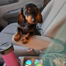 Dachshund Puppies from White River Valley Kennel