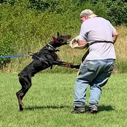 Doberman Pinschers from Valorosa Doberman Kennel