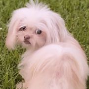 Alvin - White Mi-Ki puppy in Fort Myers Beach, Florida from Sunshine Mi-Ki's