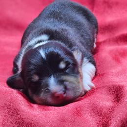 Cup - Black and tan male Pembroke Welsh Corgi puppy in Washington from Castle View Royal Rumps
