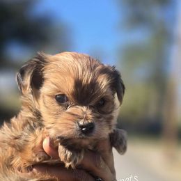 Biewer Terrier, Yorkipoo, and Yorkshire Terrier Puppies from Tiny Paws Luxury Pets