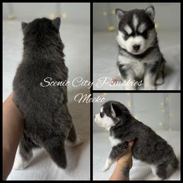 Meeko - Blue female Pomsky puppy in Rossville, Georgia from Scenic City Pomskies