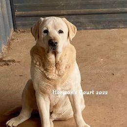 COURT - Labrador Retriever