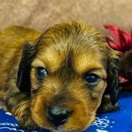 Dachshunds from Rosehill Kennel