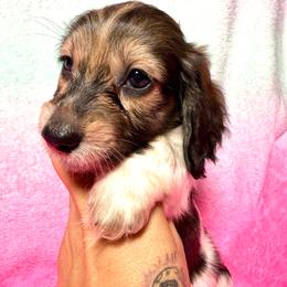 White Claw - Piebald male Dachshund puppy in Magnolia, Texas from Hillyard Ranch