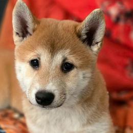 AKC Jinglebell - Red female Shiba Inu puppy in Jensen Beach, Florida from ScrapiShibas