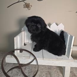 Tucker - Black male Shih Tzu puppy in Kings Mountain, North Carolina from Britany's Shih Tzus