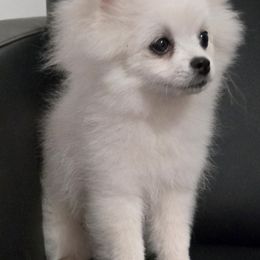 Little Joe - White male Pomeranian puppy in Cornville, Arizona from Glacial Pomeranians