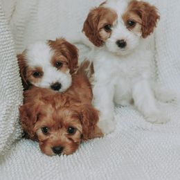 Cavapoos from Idaho Doodles