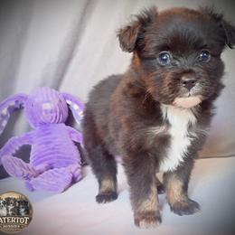 Woody - Black tri male Toy Australian Shepherd puppy in Humansville, Missouri from Tater Tot aussies