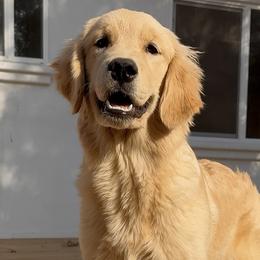 Golden Retrievers and Labrador Retrievers from Honeyfield Retrievers