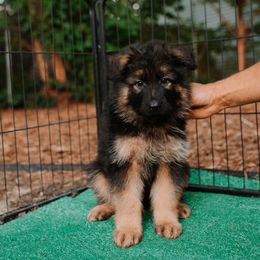 Red Boy - German Shepherd puppy in Grand Rapids, Michigan from Von Willow German Shepherds