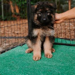 Red Boy - German Shepherd puppy in Grand Rapids, Michigan from Von Willow German Shepherds