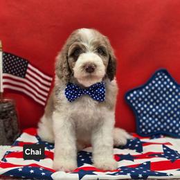 Chai - Parti male Goldendoodle puppy in Summerville, South Carolina from Channys Doodles