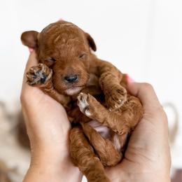 Scotch - gray collar boy - Red male Cavapoo puppy in Melbourne, Florida from Space Coast Doodle Co.