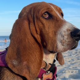 ELLIE - Basset Hound