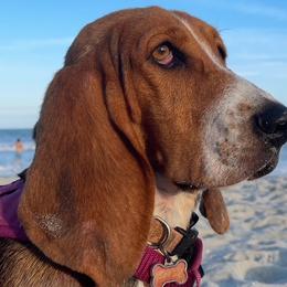 ELLIE - Basset Hound