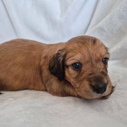 Bea - Sable female Dachshund puppy in Los Angeles, California from Sterling Dachshunds