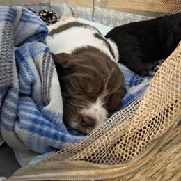 Winter's scy dance (Maple) - White and brown female Newfoundland puppy in Quaker City, Ohio from Country Magik