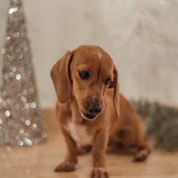 Dachshund puppies from Mavericks Mini Dachshunds