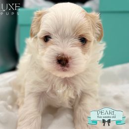 Morkie and Shorkie Puppies from Lil Luxe Pups