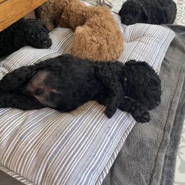 Goldendoodle Puppies from River Bend Goldendoodles