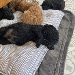 Goldendoodle Puppies from River Bend Goldendoodles