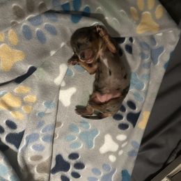 Dachshund Puppies from Doxi Delights