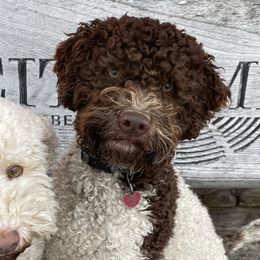 Lagotto Romagnolo puppies from 1880 Lagotto
