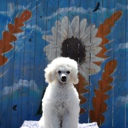 Poodle Puppies from Adagio Toy Poodles