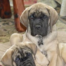 Mastiffs from Showstoppers Mastiffs