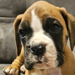 Boy 3 - Boxer puppy in Rocky Comfort, Missouri from Meredith's Boxer Puppies
