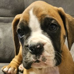 Boy 3 - Boxer puppy in Rocky Comfort, Missouri from Meredith's Boxer Puppies