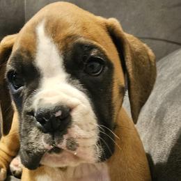 Boy 3 - Boxer puppy in Rocky Comfort, Missouri from Meredith's Boxer Puppies