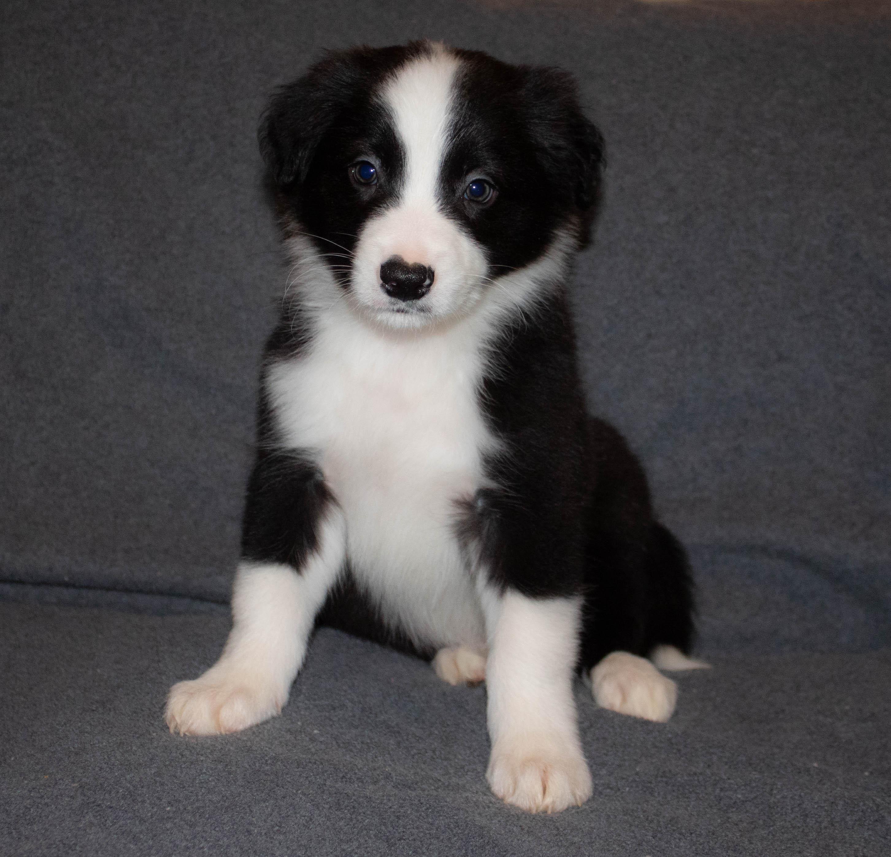 Wayward Collie Wayward Sun Border Collies in Ohio | Border Collie puppies | Good Dog