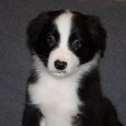 Border Collies from Wayward Sun Border Collies