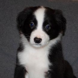 Border Collies from Wayward Sun Border Collies