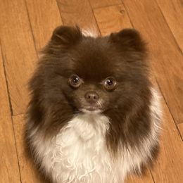 Ruby - Pomeranian