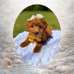 Eden - Red  female Goldendoodle puppy in Canton, Georgia from Teddy Puppies