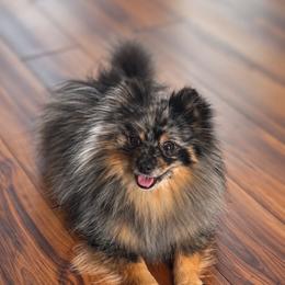 Chip - Pomeranian