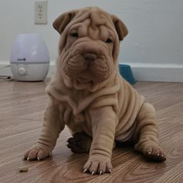 Chuye - Cream dilute female Chinese Shar-Pei puppy in Bakersfield, California from Cashmerewrinkles