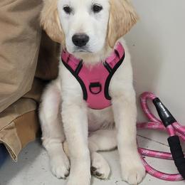 Golden Retriever All Grown Up from Bear Ridge Kennels